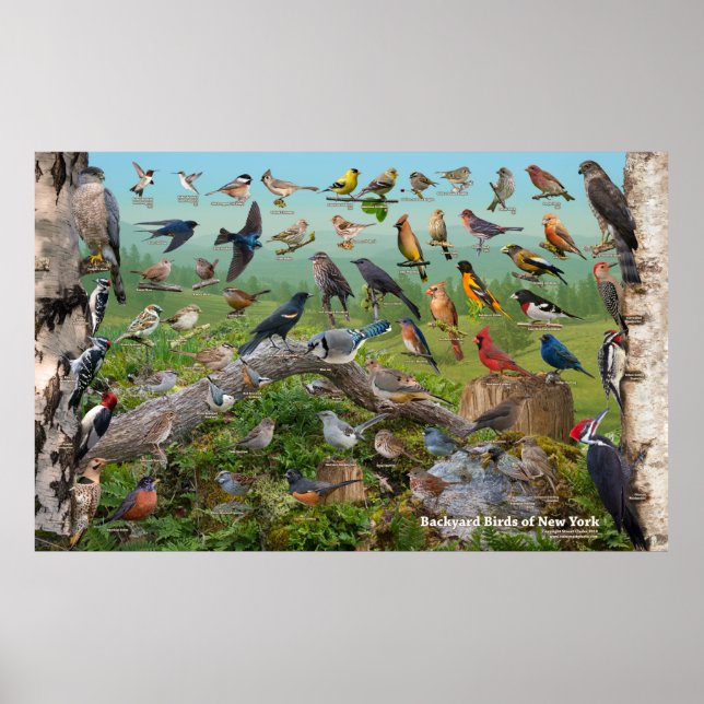 Poster Oiseaux de jardin de New York Grande (Devant)