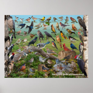 Poster Oiseaux de jardin du Connecticut
