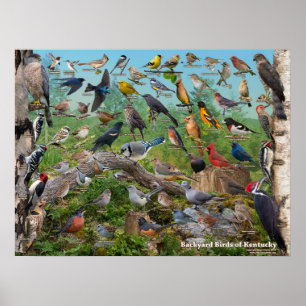 Poster Oiseaux de jardin du Kentucky