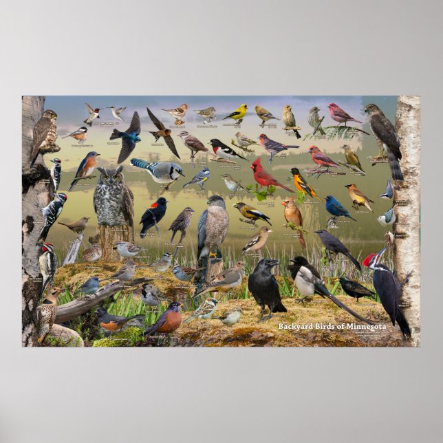 Poster Oiseaux de jardin du Minnesota (Devant)