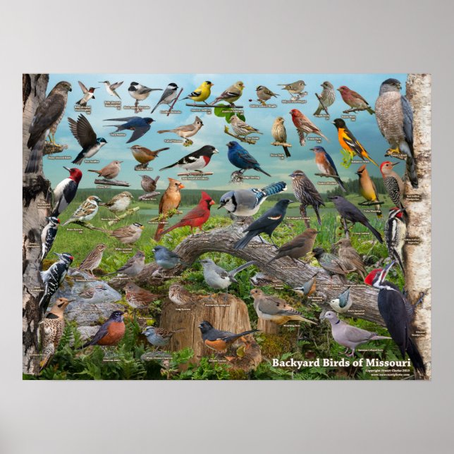 Poster Oiseaux de jardin du Missouri (Devant)