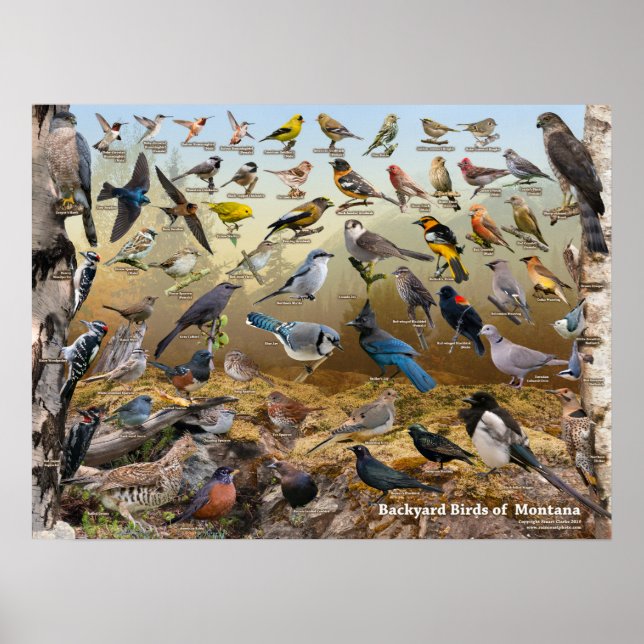Poster Oiseaux de jardin du Montana (Devant)