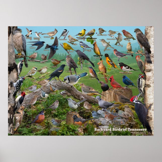 Poster Oiseaux de jardin du Tennessee (Devant)