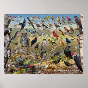Poster Oiseaux de jardin du Wisconsin