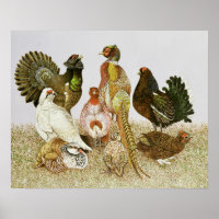 Oiseaux de jeu