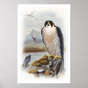 Poster Oiseaux de John Gould de faucon pérégrin de la