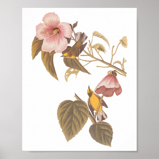 Poster Oiseaux de la Paruline Jaune à ailes bleues d'Audu (Devant)