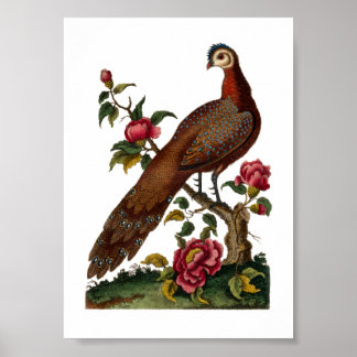 Poster Oiseaux de Linnaeus - Pheasant chinois de paon