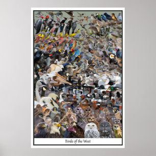 Poster Oiseaux de l'Ouest