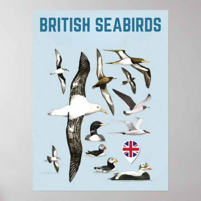 Poster Oiseaux de mer britanniques oiseaux royaux unis (Devant)