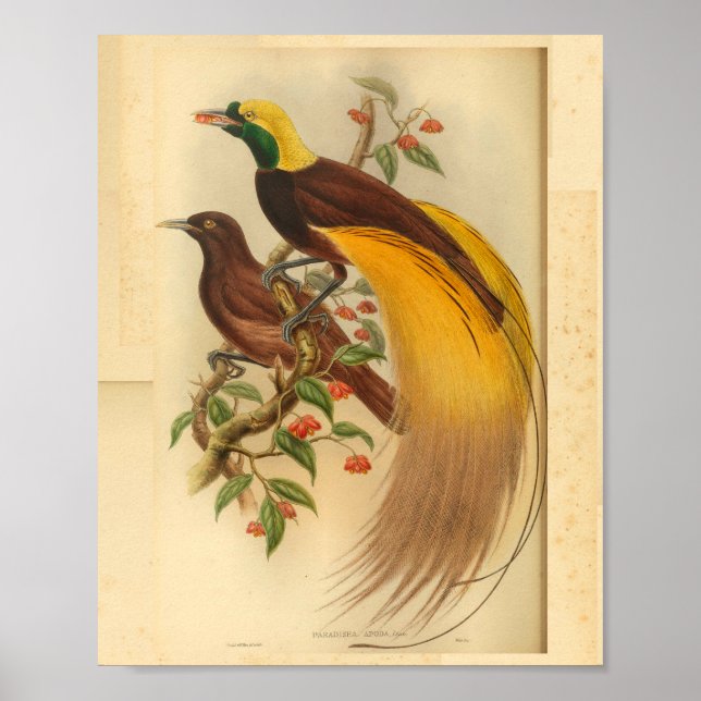 Poster Oiseaux de Paradise Vert Jaune Vintage Imprimer (Devant)