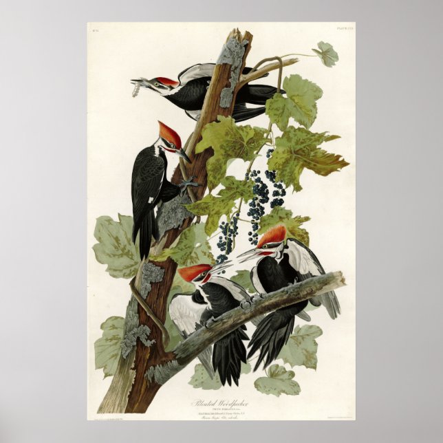 Poster Oiseaux de pic pilés d'Amérique (Devant)
