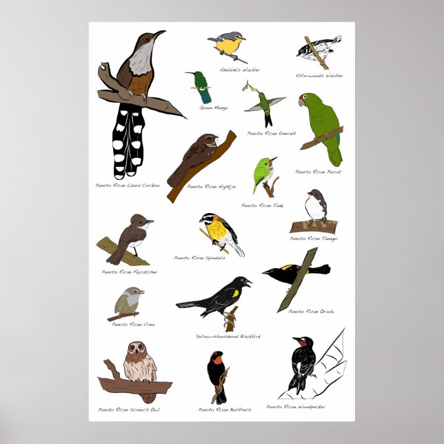 Poster Oiseaux de Porto Rico (Devant)