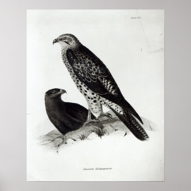 Poster Oiseaux de Prey (Devant)