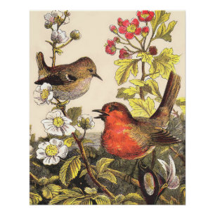 Poster Oiseaux de printemps Robin Oiseaux rouges