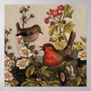 Poster Oiseaux de printemps Robin Oiseaux rouges