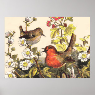 Poster Oiseaux de printemps Robin Oiseaux rouges