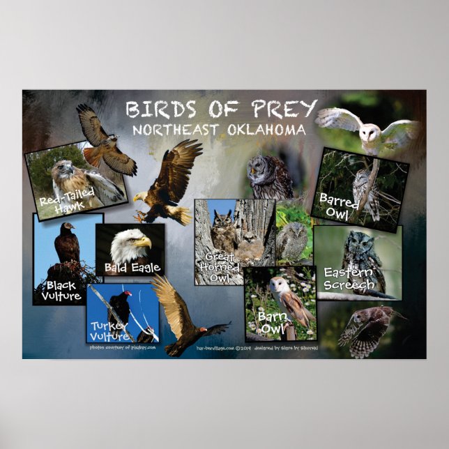 Poster Oiseaux de proie 19v2 (Devant)