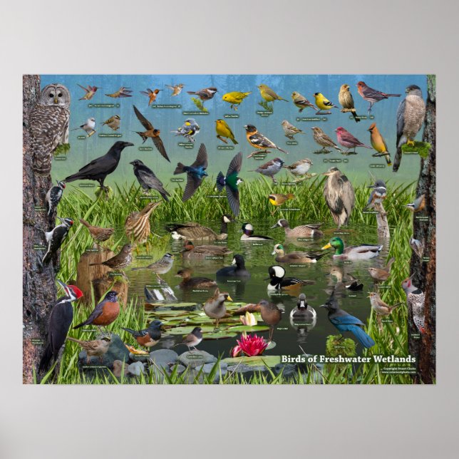 Poster Oiseaux des zones humides d'eau douce (Devant)