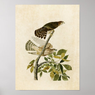 Poster Oiseaux du faucon de pigeon du plat 92 % pipe%  