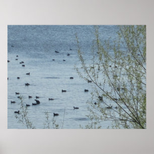 Poster Oiseaux du lac Imprimer
