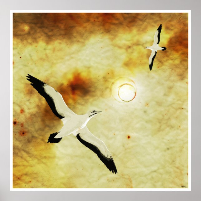 Poster Oiseaux du soleil (Devant)