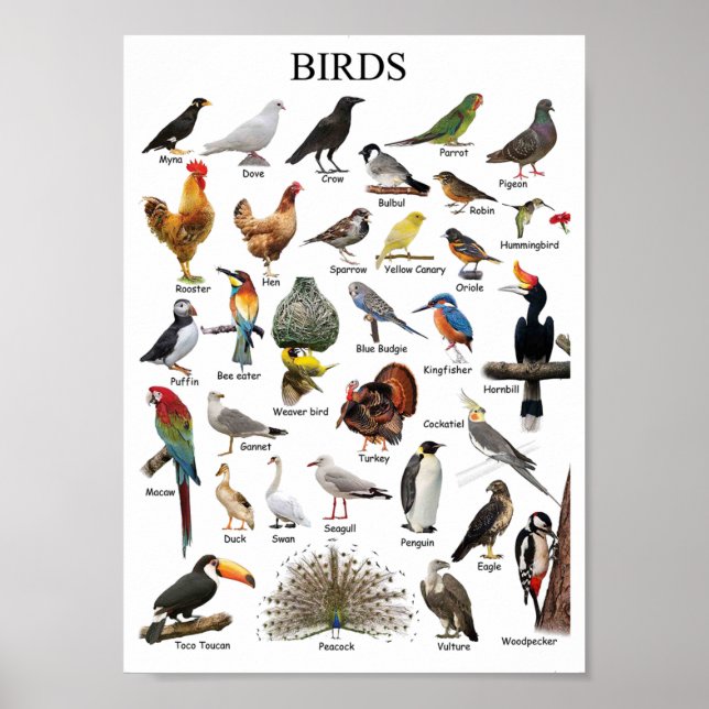 Poster Oiseaux éducatifs (Devant)
