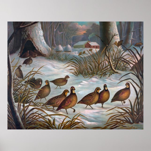 Poster Oiseaux En Neige (Devant)