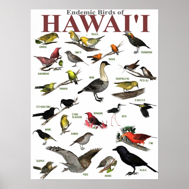 Poster Oiseaux endémiques de Hawaï'i (Devant)