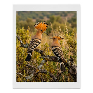 Poster Oiseaux huppés dans la nature paysage faune laine