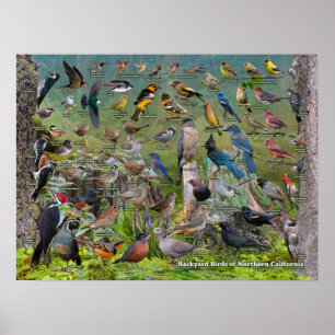 Poster Oiseaux jardins de Californie du Nord