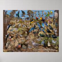 Oiseaux jardins de Californie du Sud