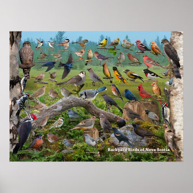 Poster Oiseaux jardins de la Nouvelle-Écosse (Devant)