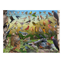 Oiseaux jardins de l'Est