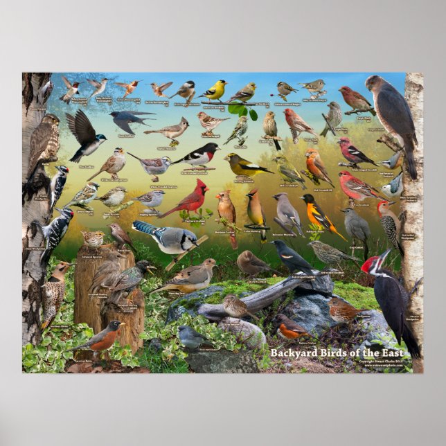 Poster Oiseaux jardins de l'Est (Devant)