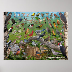 Poster Oiseaux jardins de l'Ohio