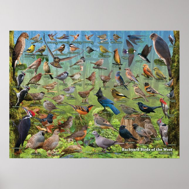 Poster Oiseaux jardins de l'Ouest (Devant)