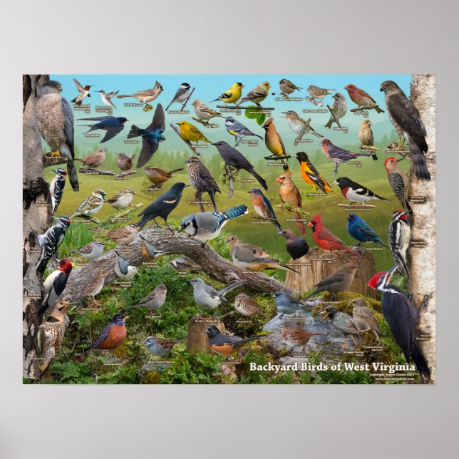 Poster Oiseaux jardins de Virginie-Occidentale (Devant)