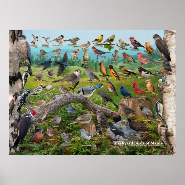 Poster Oiseaux jardins du Maine (Devant)