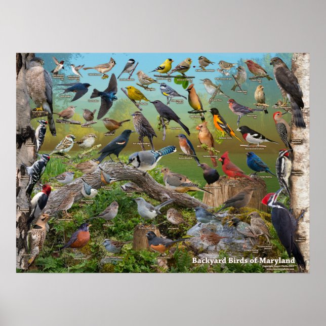 Poster Oiseaux jardins du Maryland (Devant)