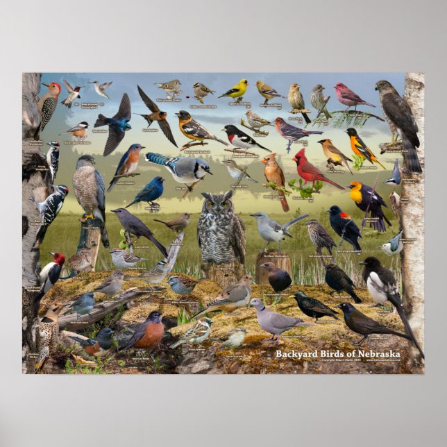 Poster Oiseaux jardins du Nebraska (Devant)