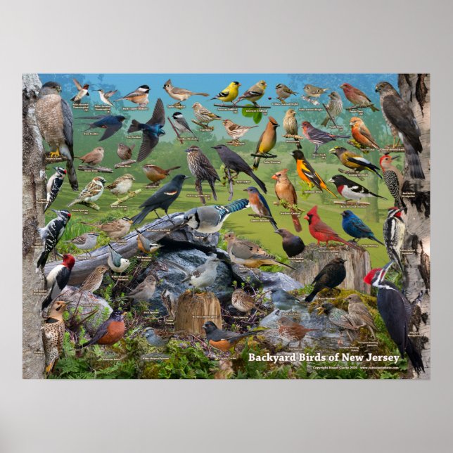 Poster Oiseaux jardins du New Jersey (Devant)