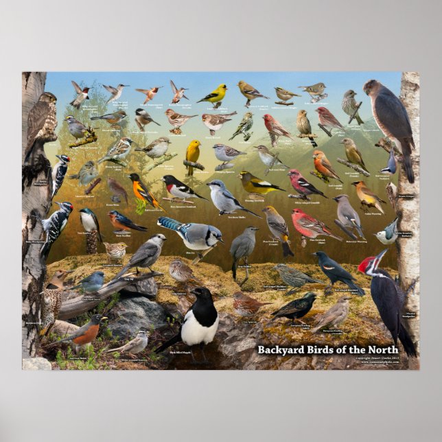 Poster Oiseaux jardins du Nord (Devant)