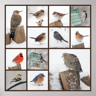 Poster Oiseaux jardins en neige