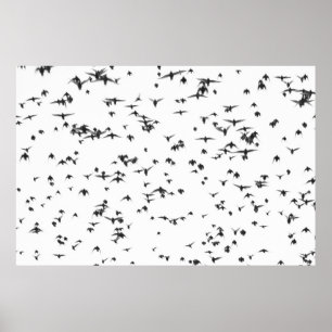 POSTER OISEAUX NOIRS VOLANT SUR LE CIEL