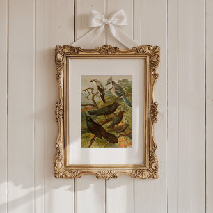 Poster Oiseaux nord-américains   Tzel Gustav Mü