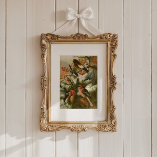 Poster Oiseaux nord-américains Tzel Gustav Mü