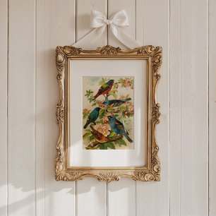 Poster Oiseaux nord-américains   Tzel Gustav Mü