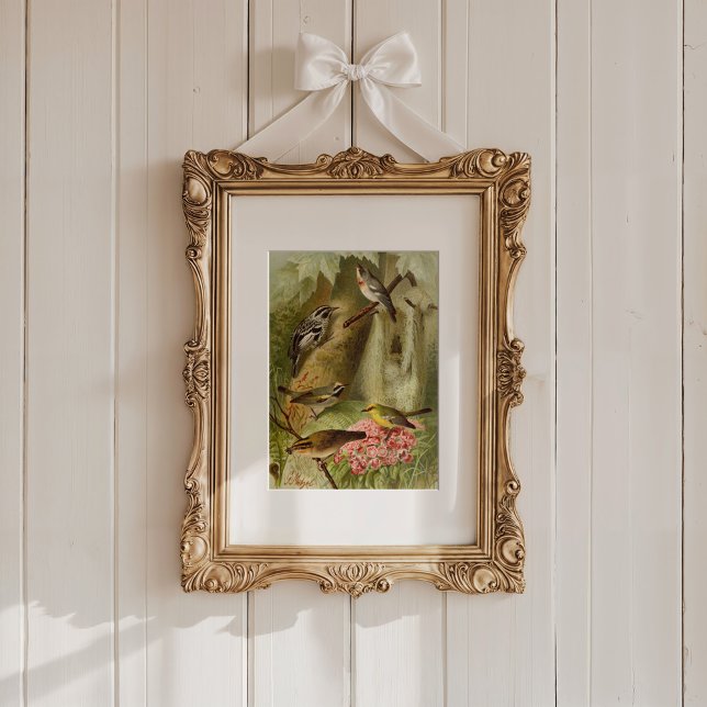 Poster Oiseaux nord-américains | Tzel Gustav Mü (Créateur téléchargé)