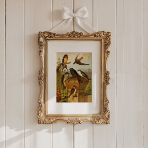 Poster Oiseaux nord-américains Tzel Gustav Mü